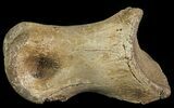 Struthiomimus Toe Bone - Montana #66447-1